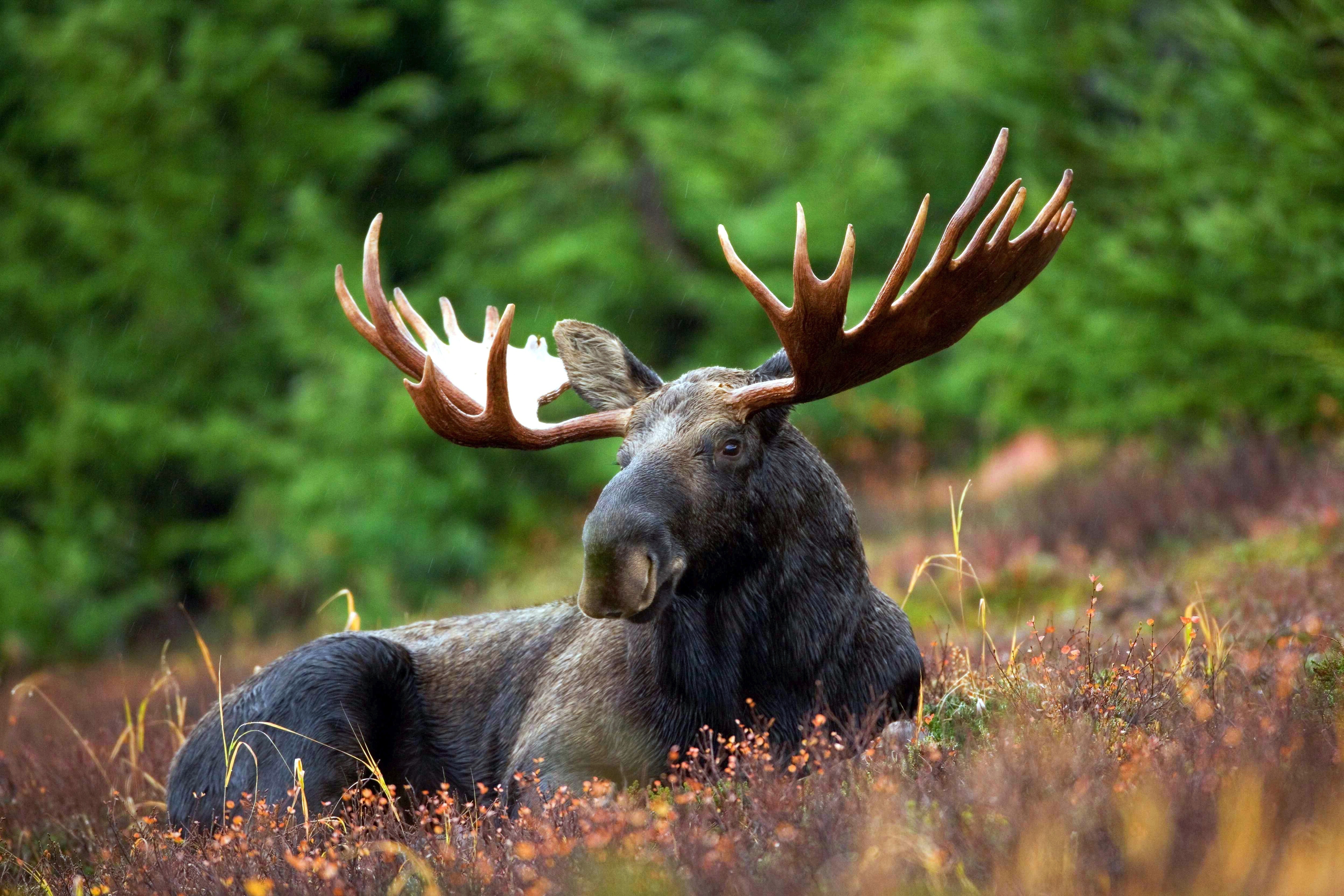 black moose lying on field during daytime Underrated Dr Seuss Books