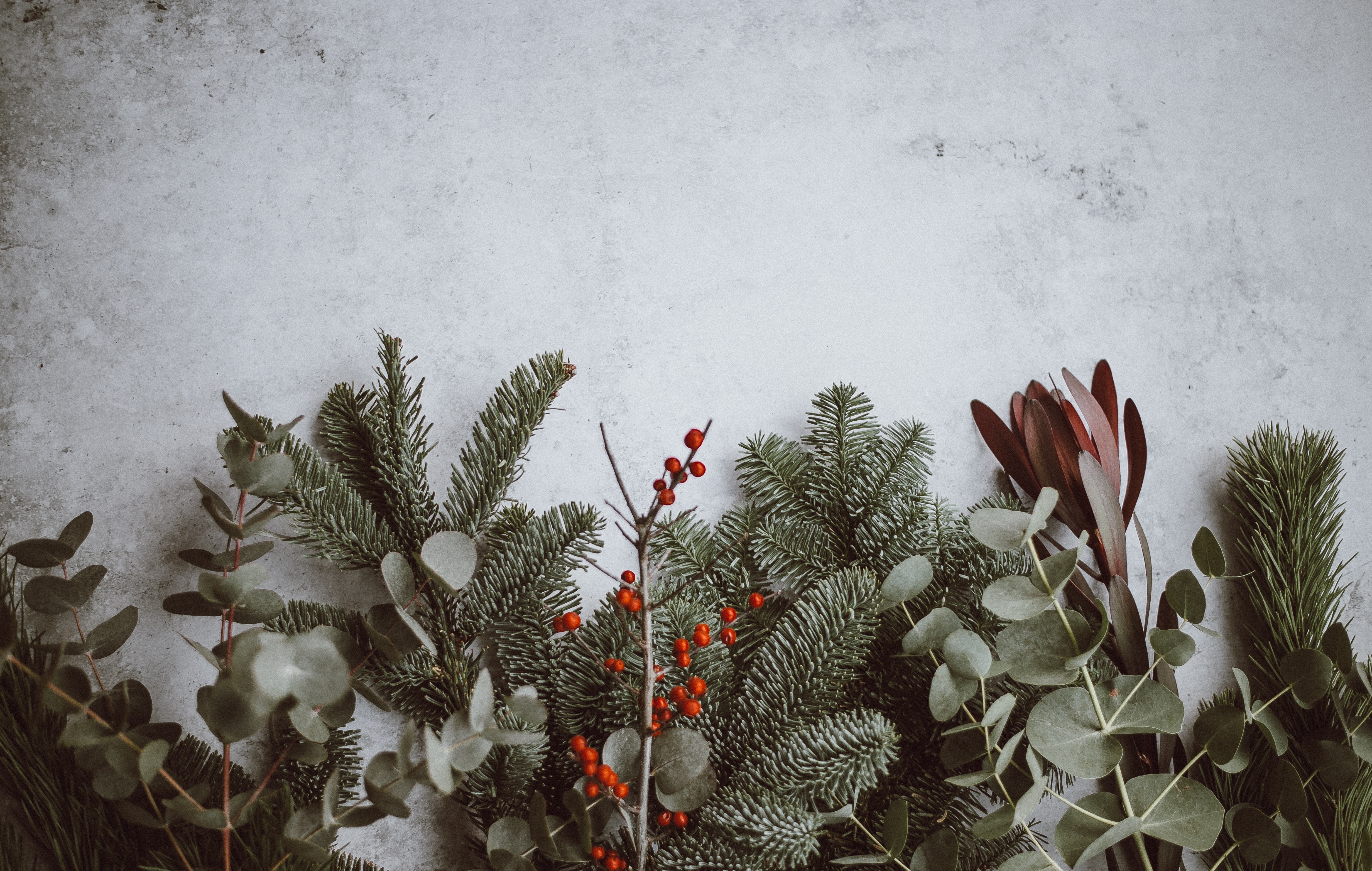 photo of green leafed plants Winter Holiday Novels